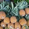 Pineapple / Ananas Pc