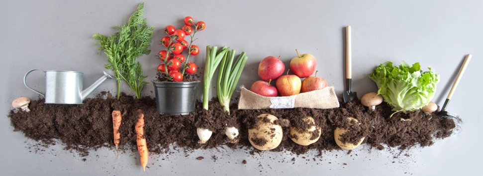 organic-farming-definition-examples-