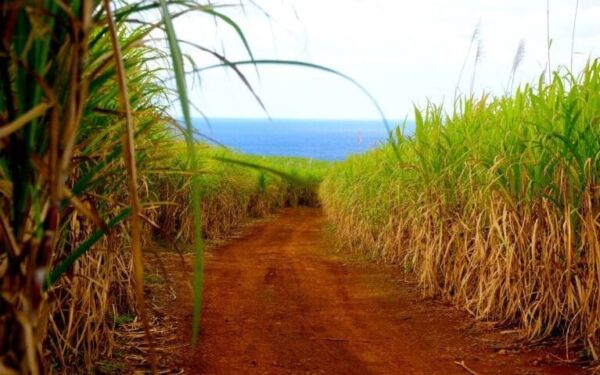 mauritius-agriculture-agromoris