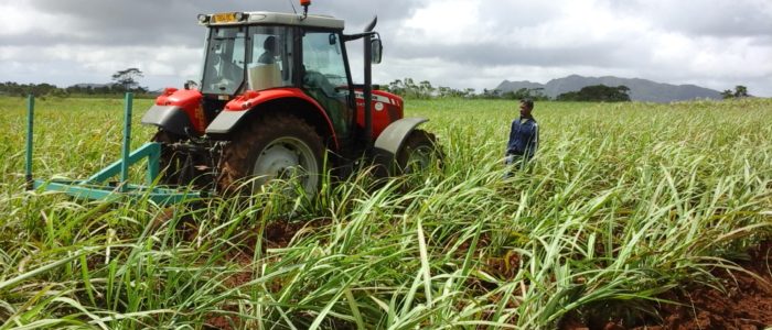 sugarcane