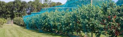 fruit protection net