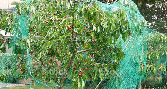 Bloosomed cherry tree proteted with a net.