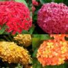 Ixora Geant