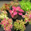 coleus(mix colors)