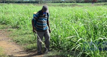 Petit-planteur-canne-678x359