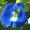 Clitoria ternatea