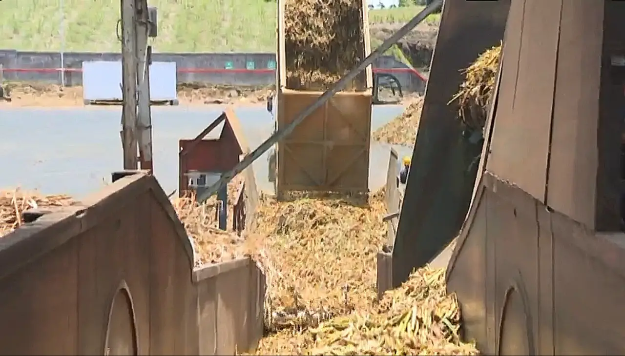 Sugarcane cutting season