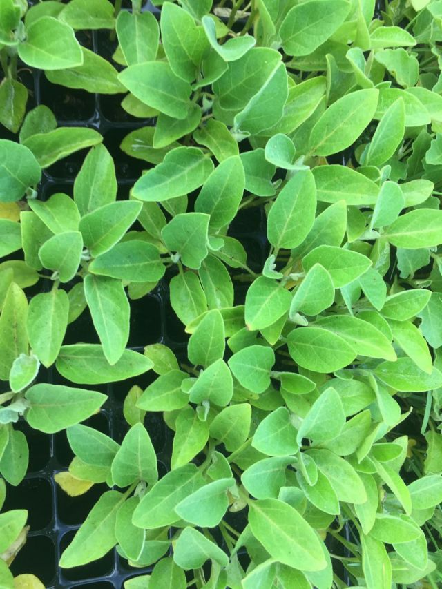 Eggplant Seedlings (plantules aubergine)