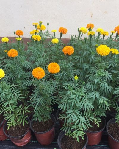 Marigold Plants(Ganda)