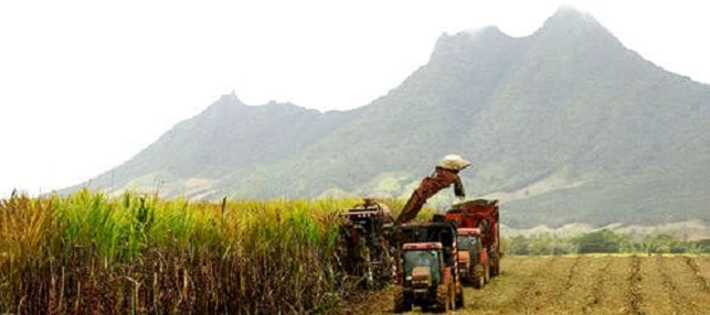 Mauritius-sugarcane-sector
