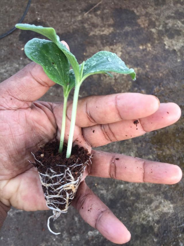 Pumpkin Seedlings1_proc