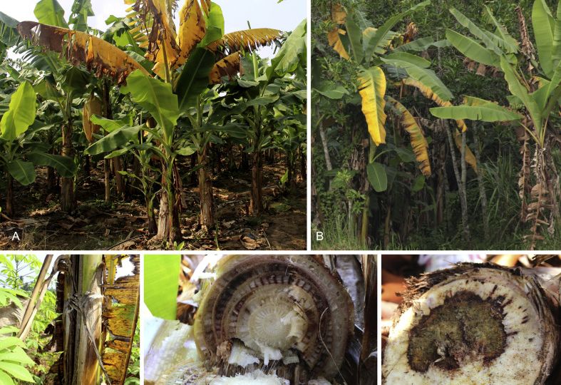 fusarium wilt on banana tree