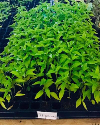 Pepper Plants( Plantule Ti piment)