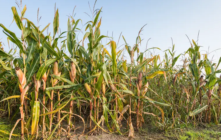 plant diseases