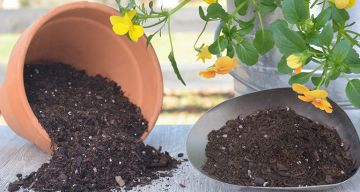 potting-soil