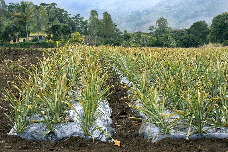 Pineapple farm, Mauritius
