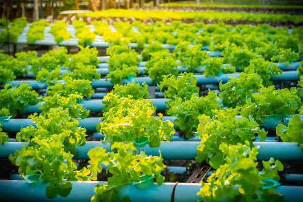 Hydroponic vegetable in plantation nursery of agriculture food industrial.