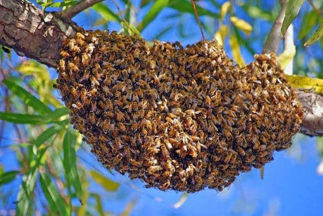 bees-swarm