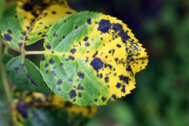 Fungal disease Black spot of rose caused by Diplocarpon rosae, close up view