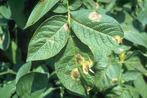 Late blight lesions on potato.