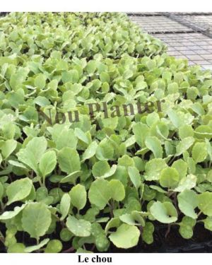 Cabbage Seedlings (Plantules Le Chou)
