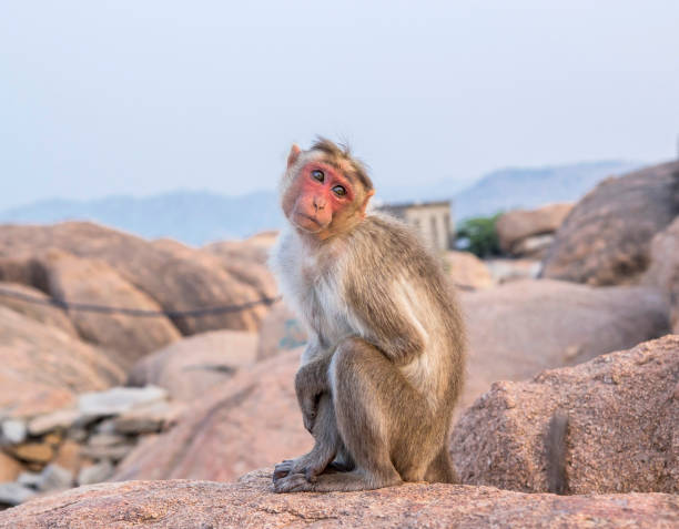 The cutest monkey in India Hampi, Hanuman Temple