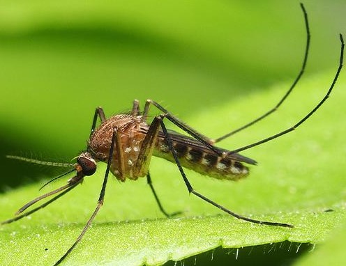 mosquito-image-1