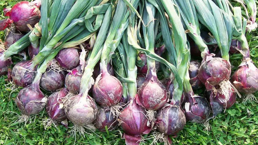 onions