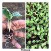 Pattypan Squash Seedlings Double (Plantules Patisson)