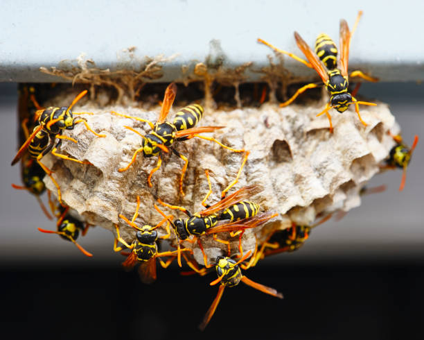 A macro of a small nest of wasp.
