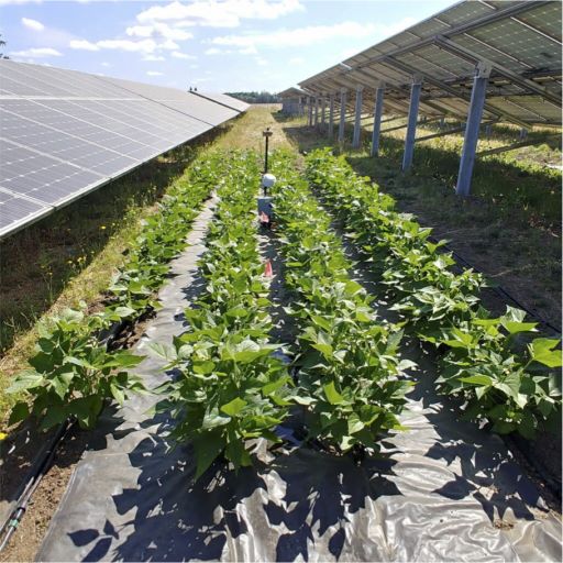 Solar-Farm-1