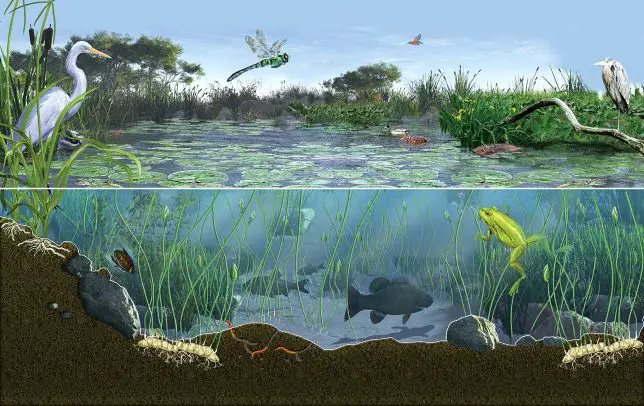 Pond Ecosystem