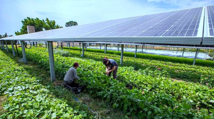 solar panels in farm-1
