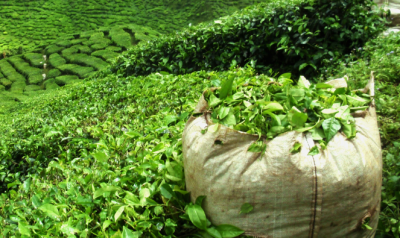 tea sector