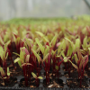 Betrave / Beetroot (F1-Hybrid) Seedlings