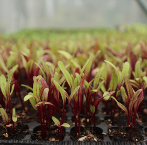 Betrave / Beetroot (F1-Hybrid) Seedlings