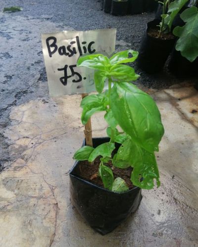 Basilic Plant