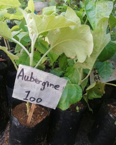 Aubergine Plant