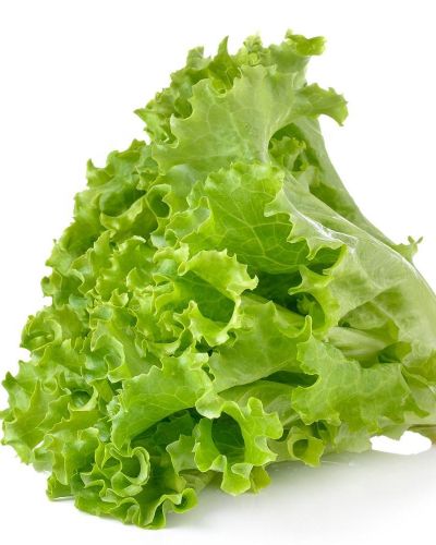 Lettuce hydroponic (zero pesticide & fungicide)