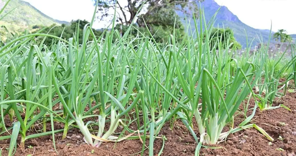 Plantation at Crève Coeur