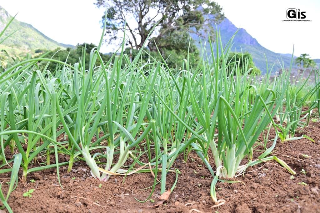 Concerns raised by garlic planters in Crève Coeur.