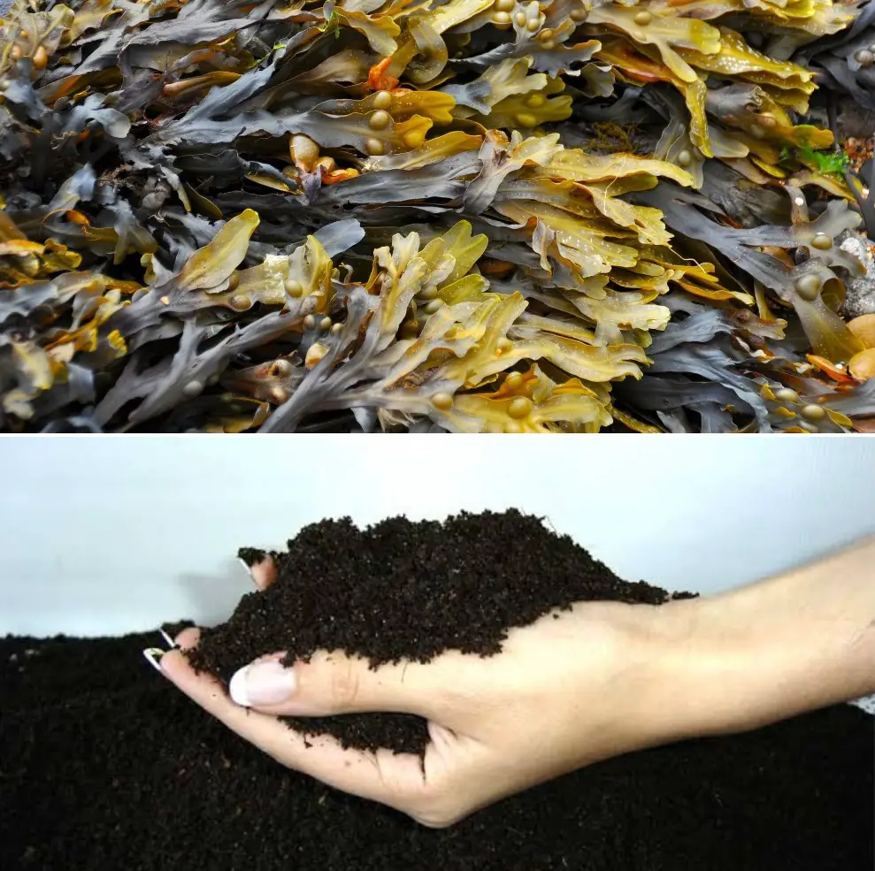 seaweed-biofertilizer