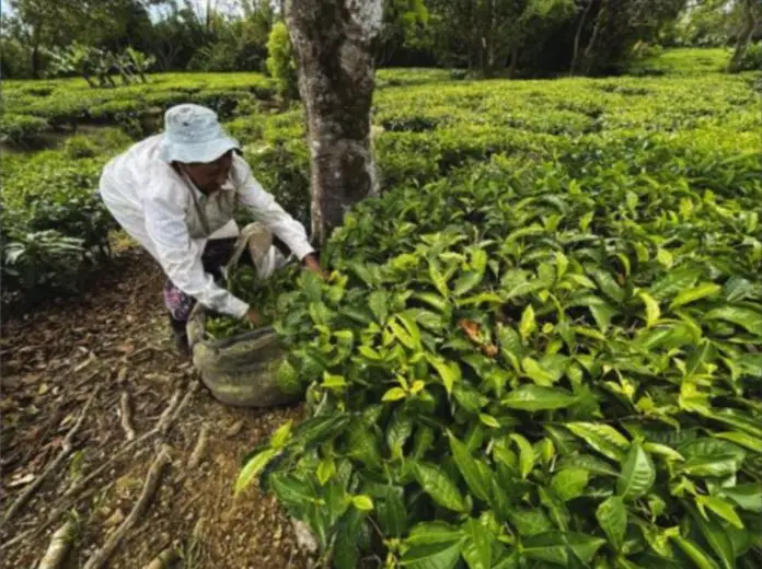 Tea Growers