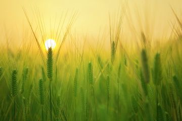 agri barley feild