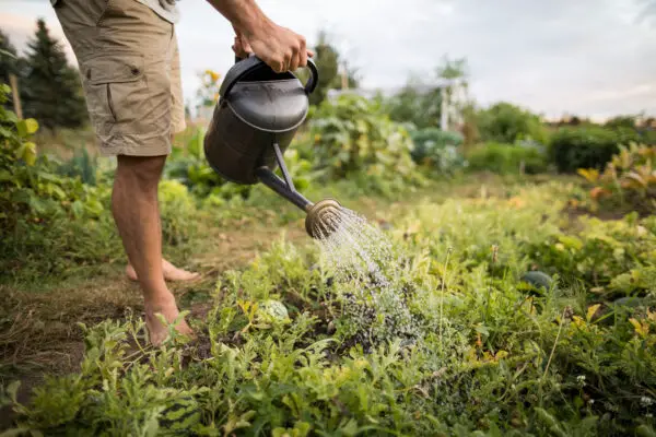 Community Garden