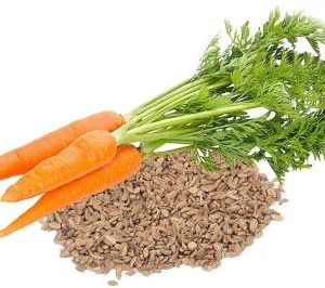 Carrot seeds (pkt)