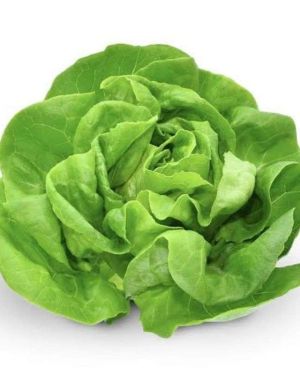 Hydroponic lettuce (per unit)