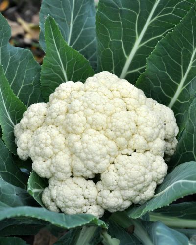 Choufleur (Gros) / Cauliflower (Big) (per kg)