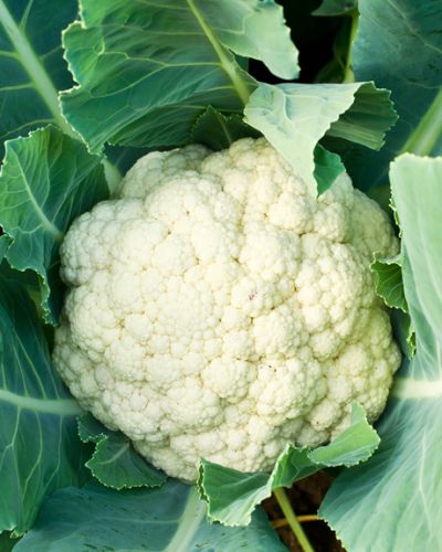 Choufleur / Cauliflower (per unit)