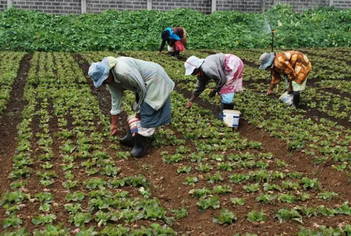 smart agriculture